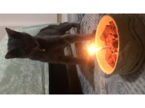 1 yaşında tatlı russian blue kızımız dumoşa yuva arıyoruz