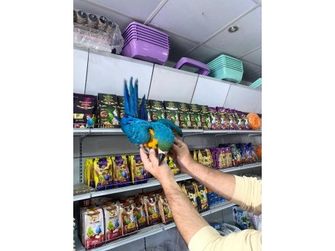 4 aylık el besleme bebek macaw