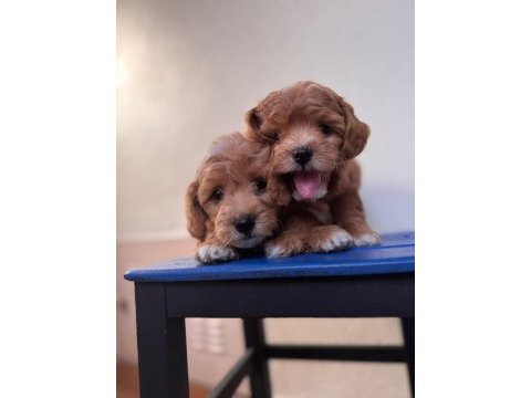 Sevimli maltipoo yavrularımız