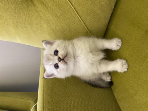 British shorthair lilac dişi