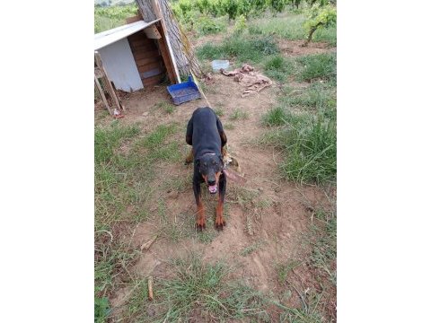 Dişi doberman köpeği