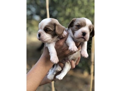 Pofuduk surat cavalier king charles bebekler