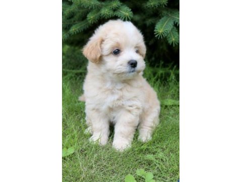 Maltipoo safkan