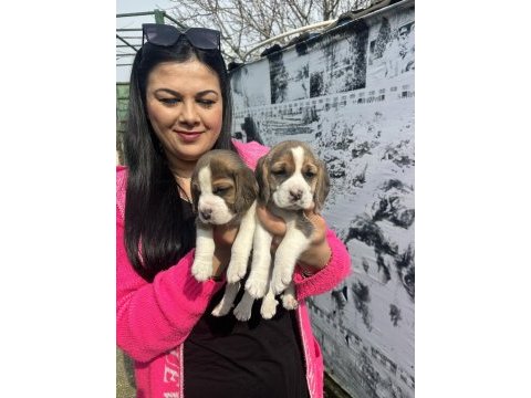 Sağlık ve ırk garantili beagle yavrularım