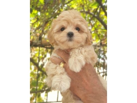 A kalite maltipoo yavru
