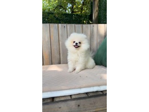 Baby face teacup pomeranian boo yavrularımız