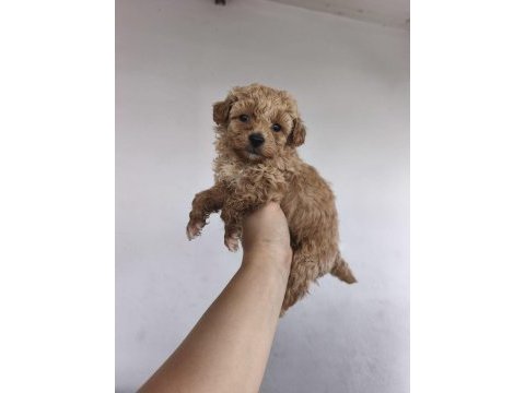 Maltipoo yavru köpekler