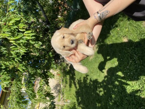 Golden retriever bebek köpeklerim