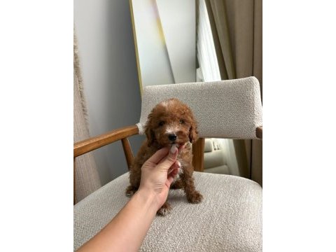 Aşılı wc eğitimli toy poodle yavrular