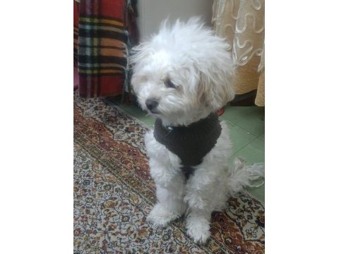 Maltipoo cinsi 5 yaşında dişi