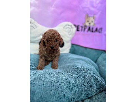 Redbrown toy poodle bebekler