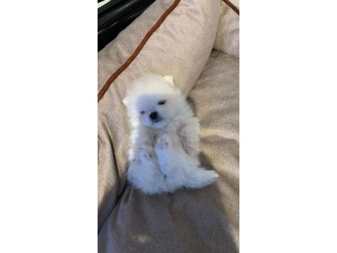 Sevimli pomeranian kızım süper kalite