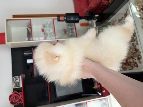 Pomeranian boo erkek köpeğimiz