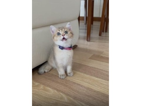 Boncuk gözlü british shorthair prenses