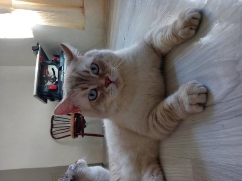 British shorthair erkek uyguna