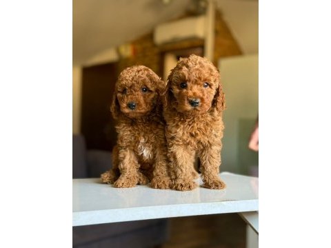 Çiftlikten poodle yavrularımız dişi ve erkek