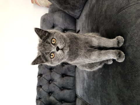 British shorthair kedimiz paşa atlas