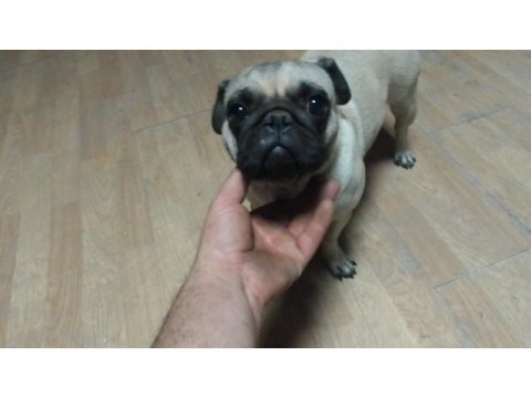 3 yaşında pug