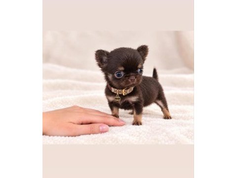 Safkan bir erkek chihuahua