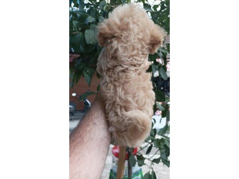 Toy poodle ayarında maltipoo bebekler