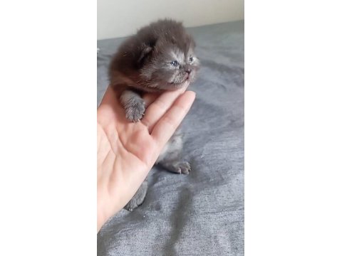 Tek yavru kedimiz kaldı rezerve edilir