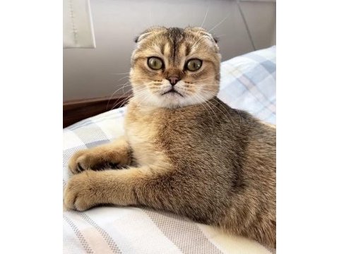 Scottish fold golden