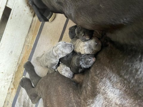 Cane corso yavruları