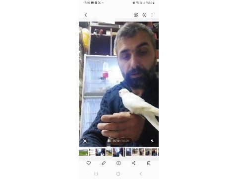 Albino sultan papağan el besleme bebek