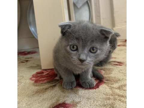 Scottish fold yavrular