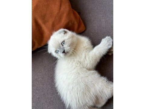 Scottish fold blue point