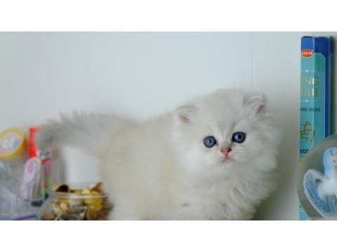 British longhair silver top kafa yavrumuz