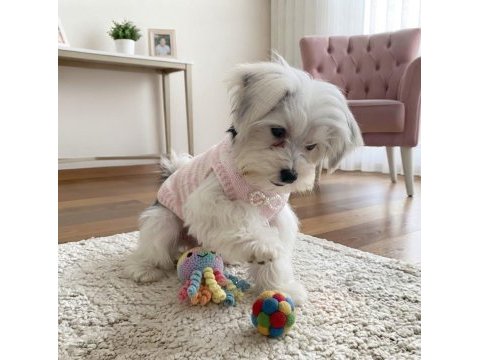 Eğitimli hazır morkie