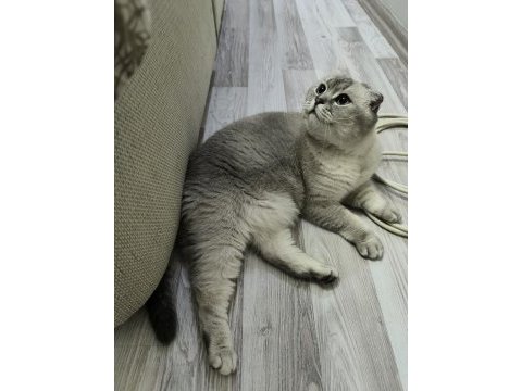 Ücretsiz sahiplendirme scottish fold kedimiz