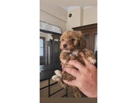 Kilo ve ırk garantili ticap maltipoo bebekler
