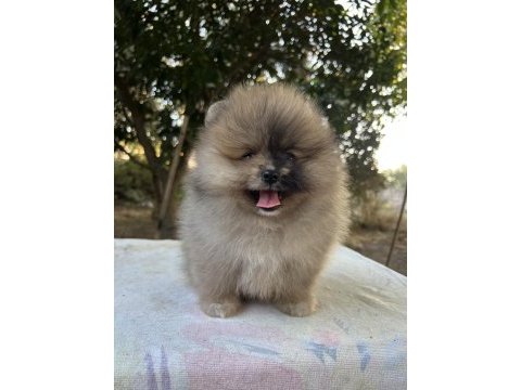Merle pomeranian boo