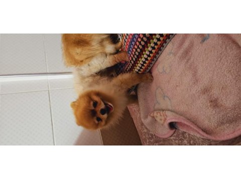 Pomeranian spitz