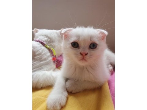 Pamuk scottish fold oğlum