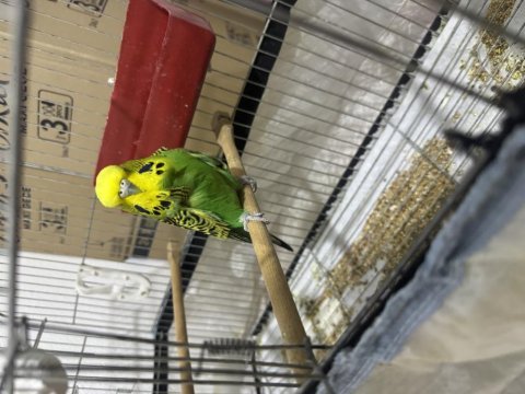 Show jumbo muhabbet kuşu