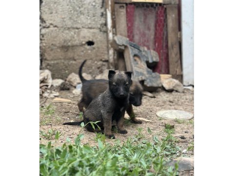 Son üç yavru malinois yer kmaraş