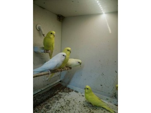 Muhabbet kuşları a kalite