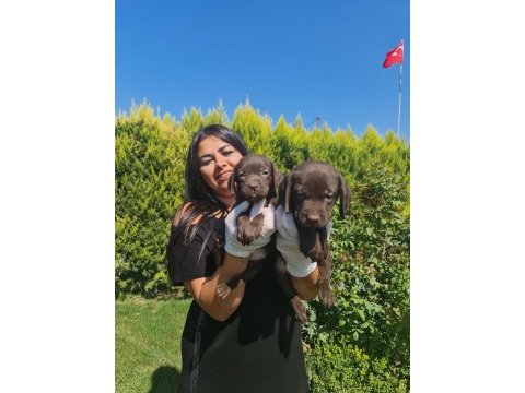 Sağlık ve ırk garantili labrador yavrularım