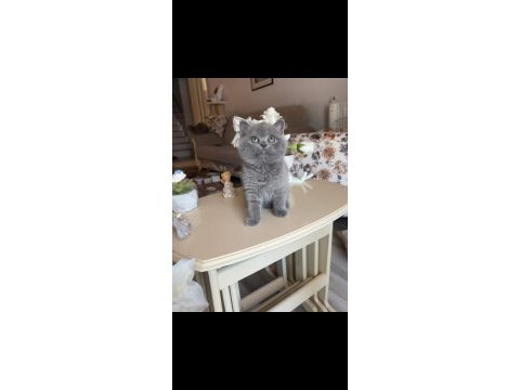 Safkan british shorthair yavru