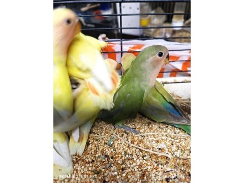 Hobiciden yeni yeme düşmüş sevda yavrular
