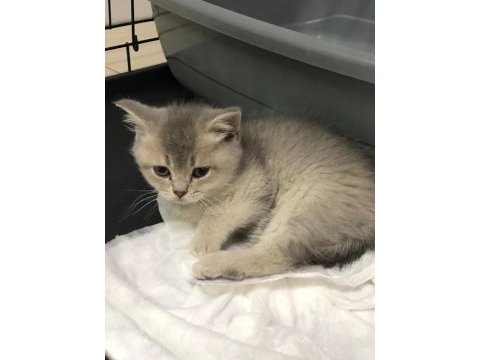 Acil british shorthair yavrumuza yuva aranıyor