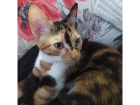 Sevgi dolu tortoiseshell yavru kedi yuva arıyor