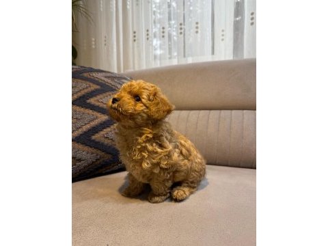 Kore poodle yavru