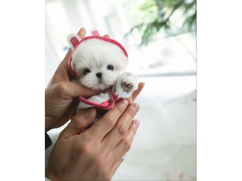 Korea maltese terrier cep boy