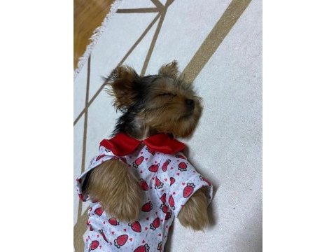 Üç aylık yavru yorkshire terrier