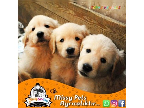 Golden retriever (baby face)