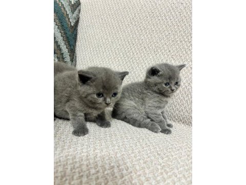 British shorthair kedimiz